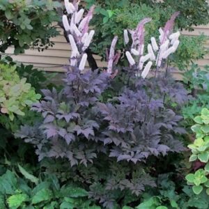 Chocoholic Snakeroot mauve and white bottlebrush flowers rising about deep purple green foliage.