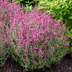 Rosie Posie Anise Hyssop plant with a round habit