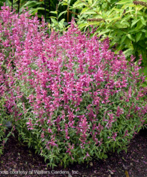 Rosie posie anise hyssop | Agastache rosie posie Rosie Posie Anise Hyssop plant with a round habit
