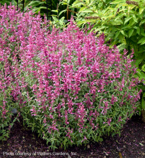 Rosie Posie Anise Hyssop plant with a round habit
