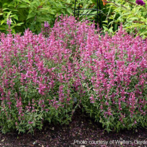 light green foliage and pink blooms.