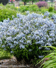 Storm Cloud Blue Star fountain shaped plant covered in light blue blooms.