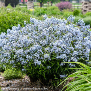 Storm Cloud Blue Star fountain shaped plant covered in light blue blooms.