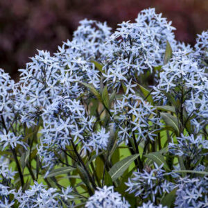 Storm Cloud Blue Star blooms of blue.