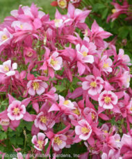 Rose & Pink columbine flowers.