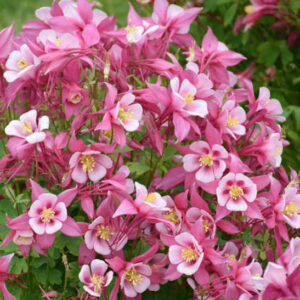 Rose & Pink columbine flowers.