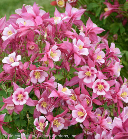 Rose & Pink columbine flowers.
