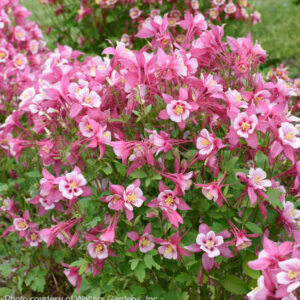 Rose & Pink Rocky Mountain Columbine flowers.