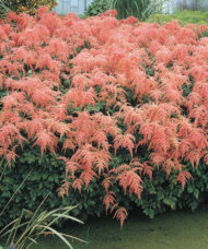 Ostrich Plum Astilbe plant covered with coral rose blooms.