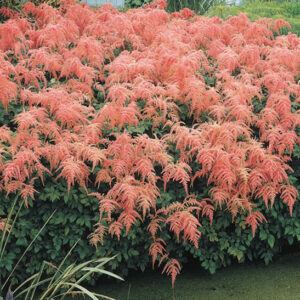 Ostrich Plum Astilbe plant covered with coral rose blooms.