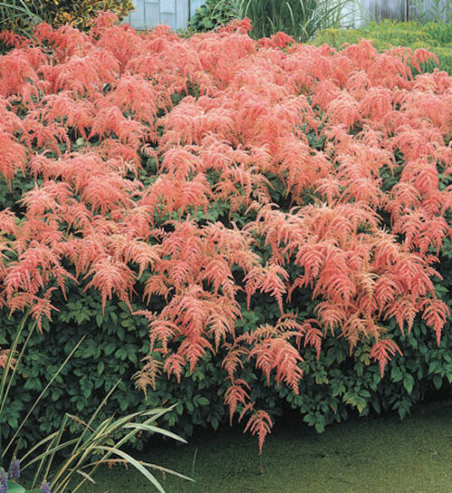 Ostrich Plum Astilbe plant covered with coral rose blooms.
