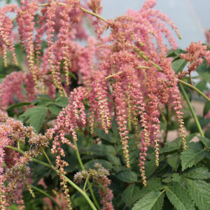 Ostrich Plum Straussenfedef Astilbe coral rose blooms.