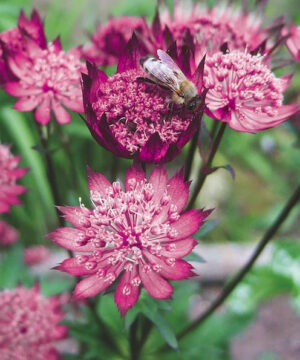 Red Masterwort blooms with a bee sitting in one bloom.
