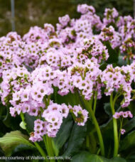 Fairytale Romance Bergenia pink blooms on the stem.