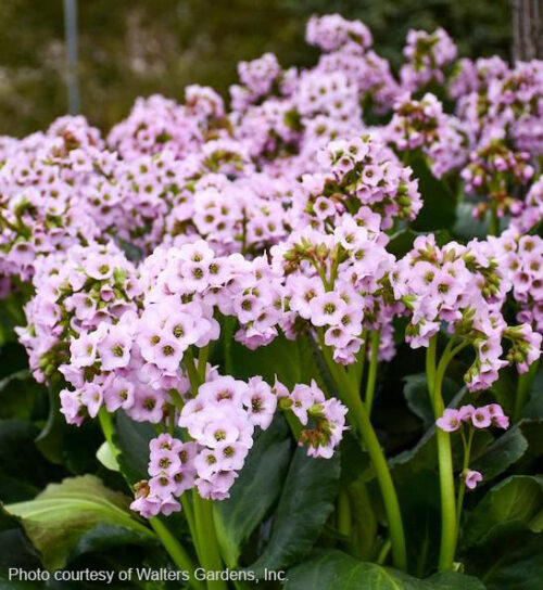 Fairytale Romance Bergenia pink blooms on the stem.