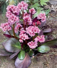 Pink Dragonfly Bergenia pink blooms above maroon and green large leaf foliage.