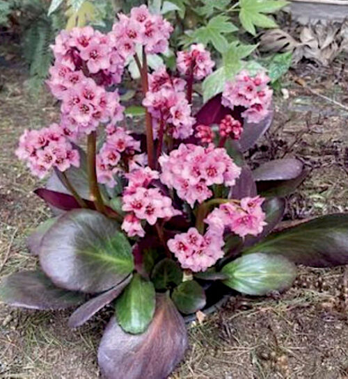 Pink Dragonfly Bergenia pink blooms above maroon and green large leaf foliage.