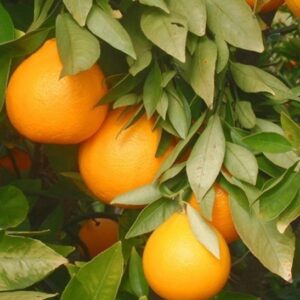 Ambersweet orange tree | Citrus ambersweet Ambersweet Orange Tree orange fruits on the branch