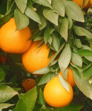 Ambersweet Orange Tree orange fruits on the branch