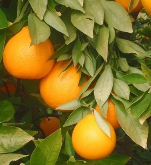 Ambersweet orange tree | Citrus ambersweet Ambersweet Orange Tree orange fruits on the branch