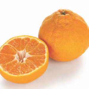 Ambersweet orange tree | Citrus ambersweet fruits surrounded by deep green leaves.