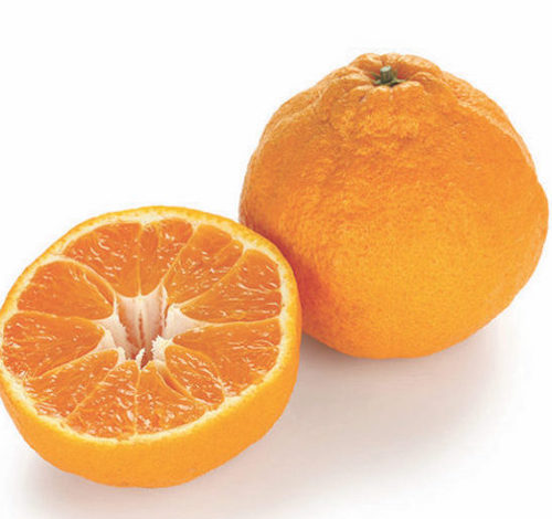 Ambersweet orange tree | Citrus ambersweet fruits surrounded by deep green leaves.