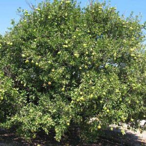Ambersweet orange tree | Citrus ambersweet habit Ambersweet Orange Tree fruits showing orange rind and flesh.