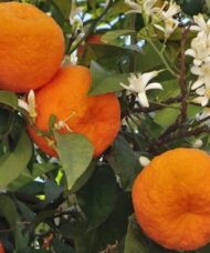 Seville Orange Tree slightly pumpy skinned orange fruit on ther tree surrounded by white blooms and green foliage.