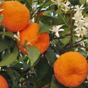 Seville Orange Tree slightly pumpy skinned orange fruit on ther tree surrounded by white blooms and green foliage.