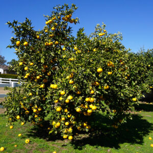 orange fruits on the tree.