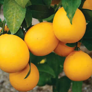 Cocktail Grapefruit Tree slightly ovoid