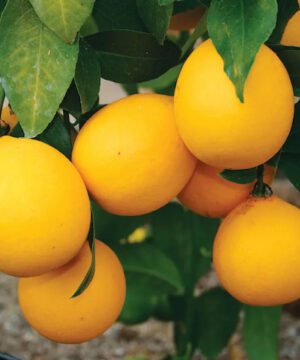 Cocktail Grapefruit Tree slightly ovoid