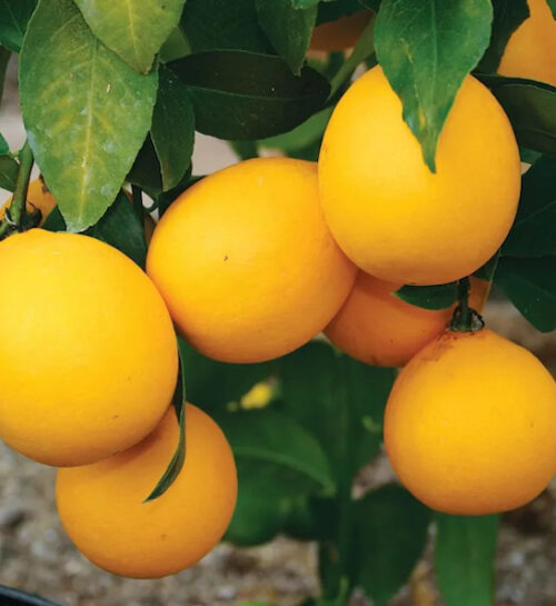 Cocktail Grapefruit Tree slightly ovoid