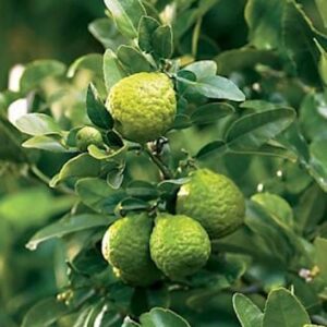 and cut fresh green flesh.