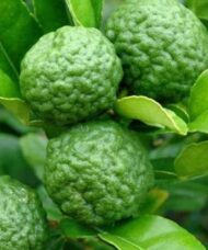 Makrut Lime Tree fruit on the tree.