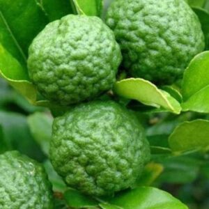 Makrut Lime Tree fruit on the tree.
