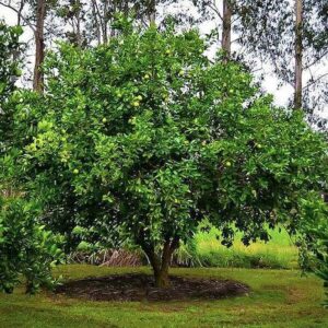 and cut fruit with lighter lime-coloured flesh.