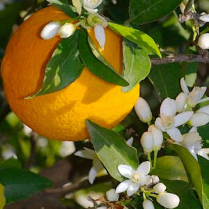 Washington Navel Orange Tree tound orange fruit against white blossoms and glossy