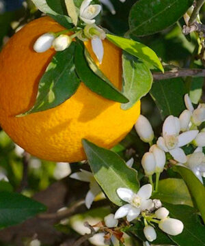 Washington Navel Orange Tree tound orange fruit against white blossoms and glossy