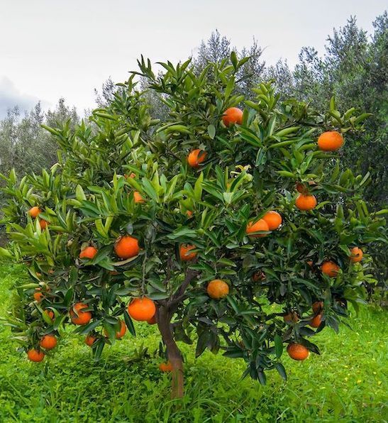 Fresh Organic Orange Leaves – Grown In California (30 Leaves) Natural Antioxidant Herb