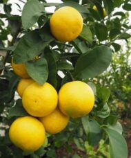 Wekiwa Tangelo Tree yellow orange fruit hanging on the tree.