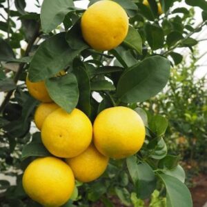Wekiwa Tangelo Tree yellow orange fruit hanging on the tree.