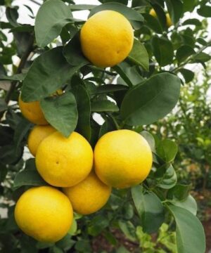 Wekiwa Tangelo Tree yellow orange fruit hanging on the tree.