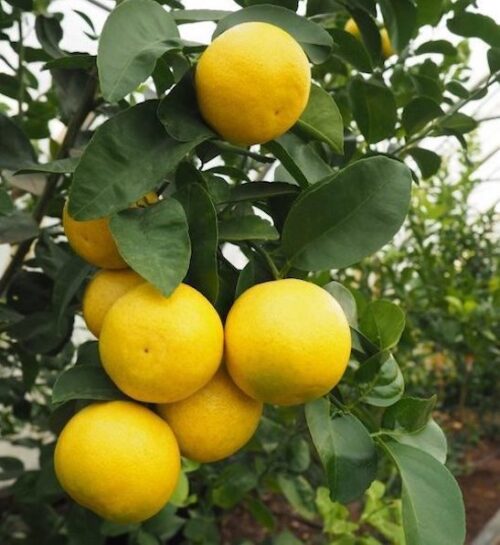 Wekiwa Tangelo Tree yellow orange fruit hanging on the tree.
