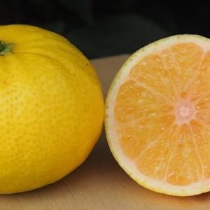 Wekiwa Tangelo tree fruit whole with yellow ornge skin