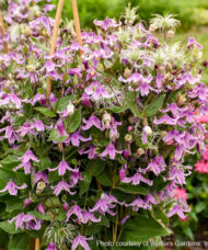 Stand by Me Pink Bush Clematis nodding pink flowers on the stem.
