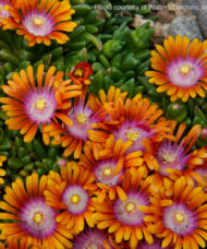 and stunning tri-coloured flowers with apricot-orange outer petal colour