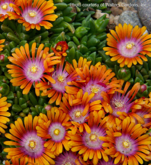 and stunning tri-coloured flowers with apricot-orange outer petal colour