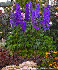 Pagan Purples Delphinium habit of tall spikes