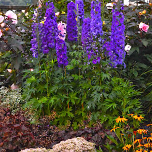 Pagan Purples Delphinium habit of tall spikes